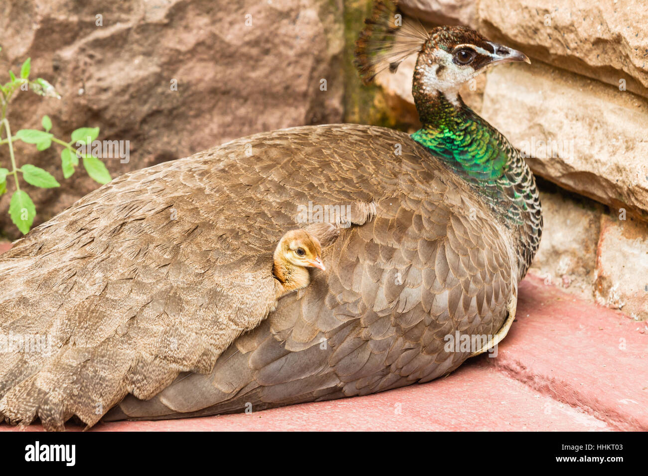 Oiseau paon avec jeune poussin sous la protection de la sécurité de l'aile libre Banque D'Images