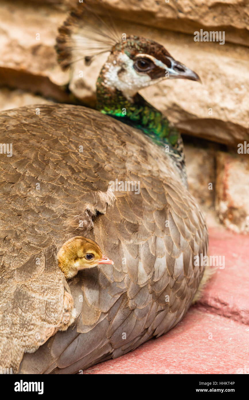 Oiseau paon avec jeune poussin sous la protection de la sécurité de l'aile libre Banque D'Images