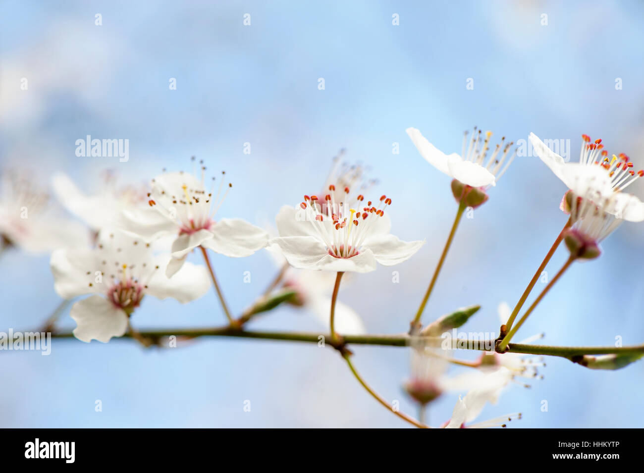 Le délicat blanc, fleur de printemps de l'arbre de la cerise sauvage - Prunus avium, image prise contre un arrière-plan. Banque D'Images