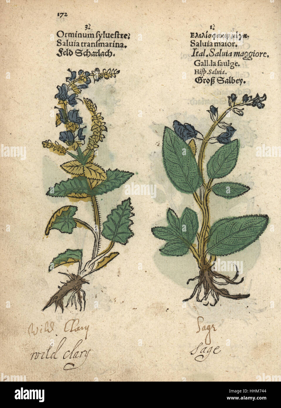 La sauge sclarée, Salvia sclarea, commun et la sauge, Salvia officinalis. Gravure sur bois coloriée à la gravure d'une illustration botanique d'Adam Lonicer Krauterbuch's, ou de plantes médicinales, Francfort, 1557. Cette d'une édition pirate du 17e siècle ou des illustrations de l'atlas, avec légendes en latin, grec, français, italien, allemand, et en anglais manuscrit. Banque D'Images