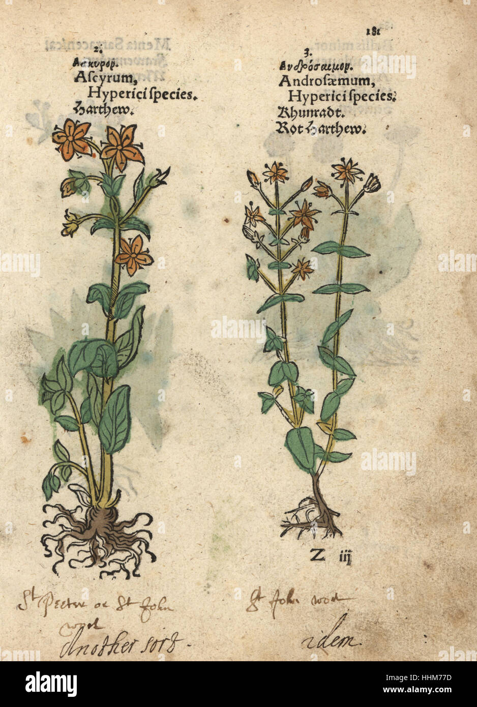 Le millepertuis, Hypericum perforatum (ascyrum et androsaemum). Gravure sur bois coloriée à la gravure d'une illustration botanique d'Adam Lonicer Krauterbuch's, ou de plantes médicinales, Francfort, 1557. Cette d'une édition pirate du 17e siècle ou des illustrations de l'atlas, avec légendes en latin, grec, français, italien, allemand, et en anglais manuscrit. Banque D'Images