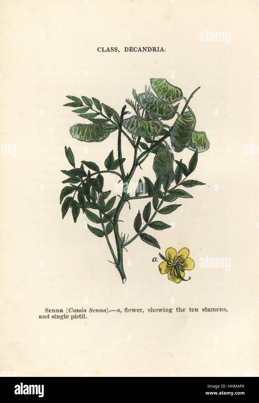 Alexandrian senna, Senna alexandrina (Senna, Cassia senna). Gravure sur bois coloriée à la main James gravures de botanique populaire, Orr et Smith, Londres, 1835. James (1775-1846) Principal était un jardinier botaniste écossais, et écrivain. Banque D'Images