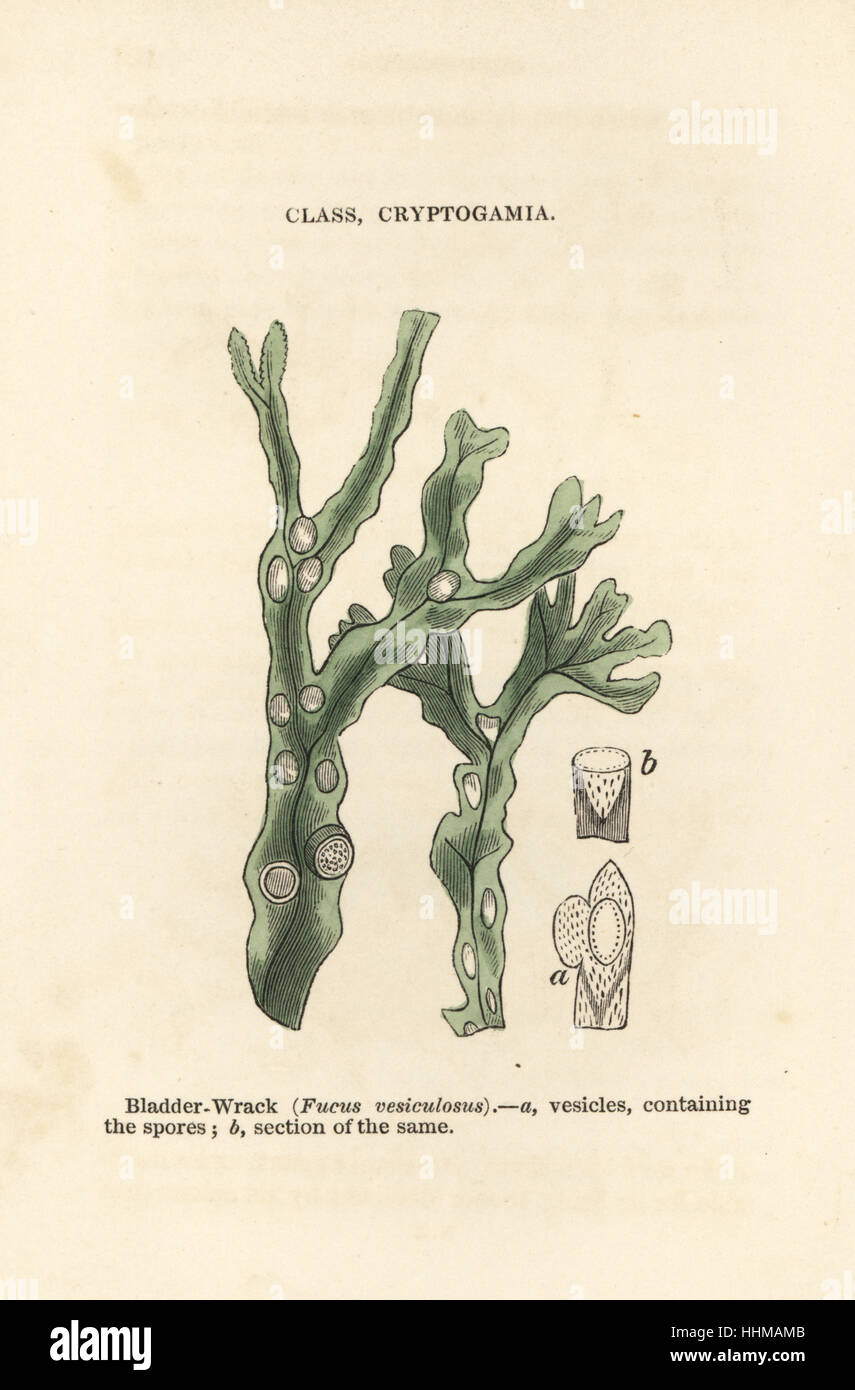 Bladderrack, Fucus vesiculosus. Gravure sur bois coloriée à la main James gravures de botanique populaire, Orr et Smith, Londres, 1835. Banque D'Images