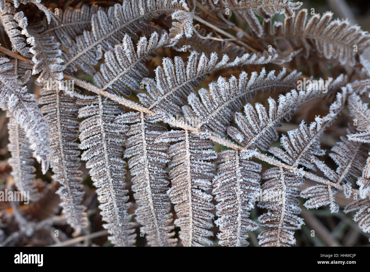Givre sur les frondes de fougères Banque D'Images