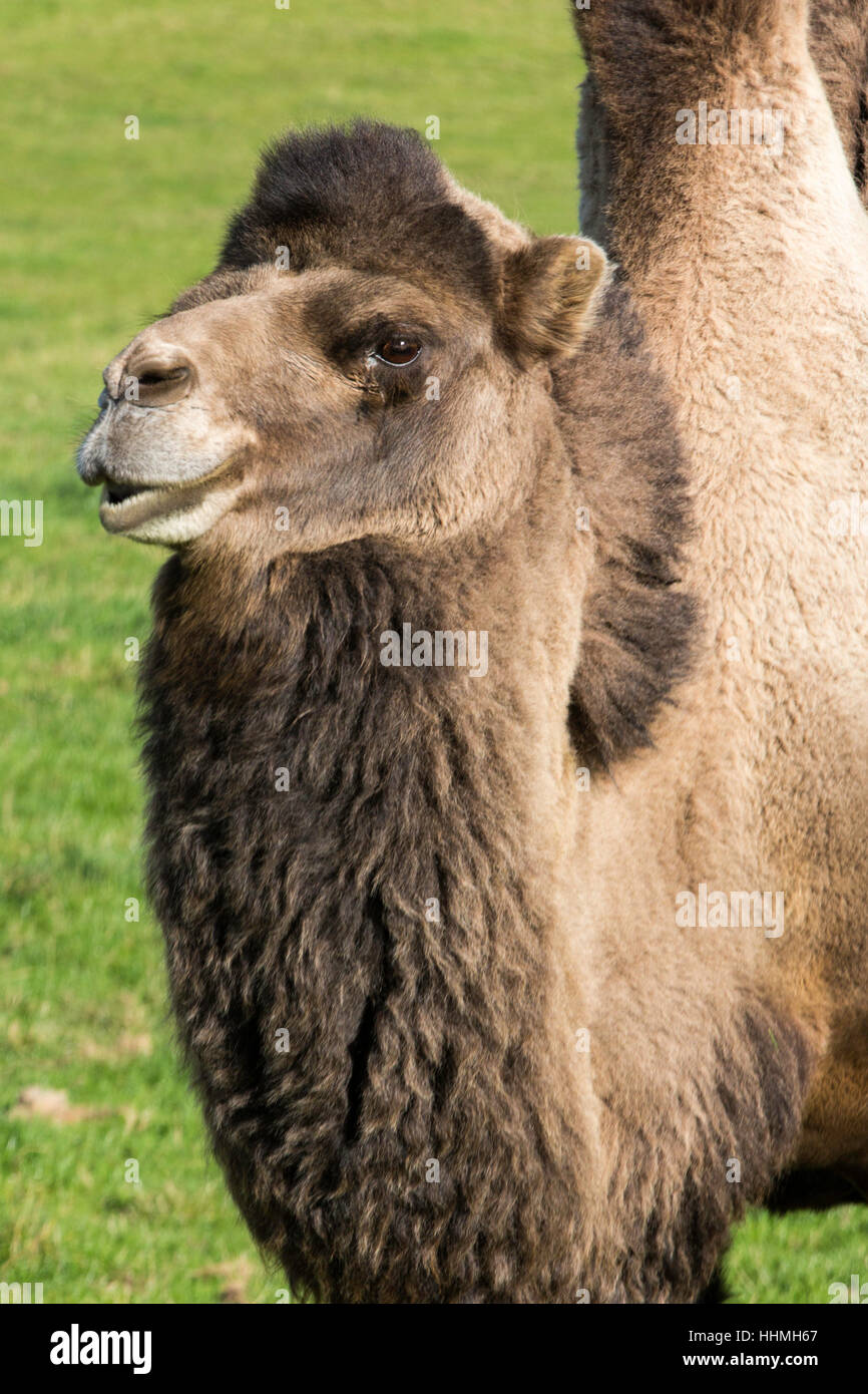 Animal, agriculture, élevage, camel, captivité, bête, produits laitiers, fardeau, animal, Banque D'Images