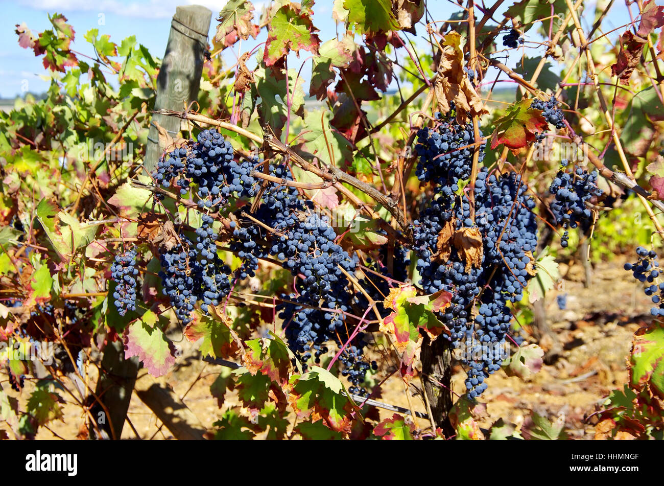 L'agriculture, de l'agriculture, la vigne, vigne, vigne, vigne, vigne, vigne, raisin Banque D'Images