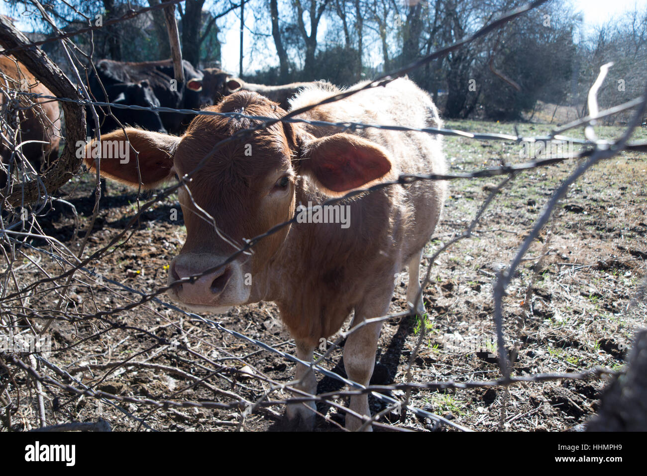 Vache curieuse ! Banque D'Images