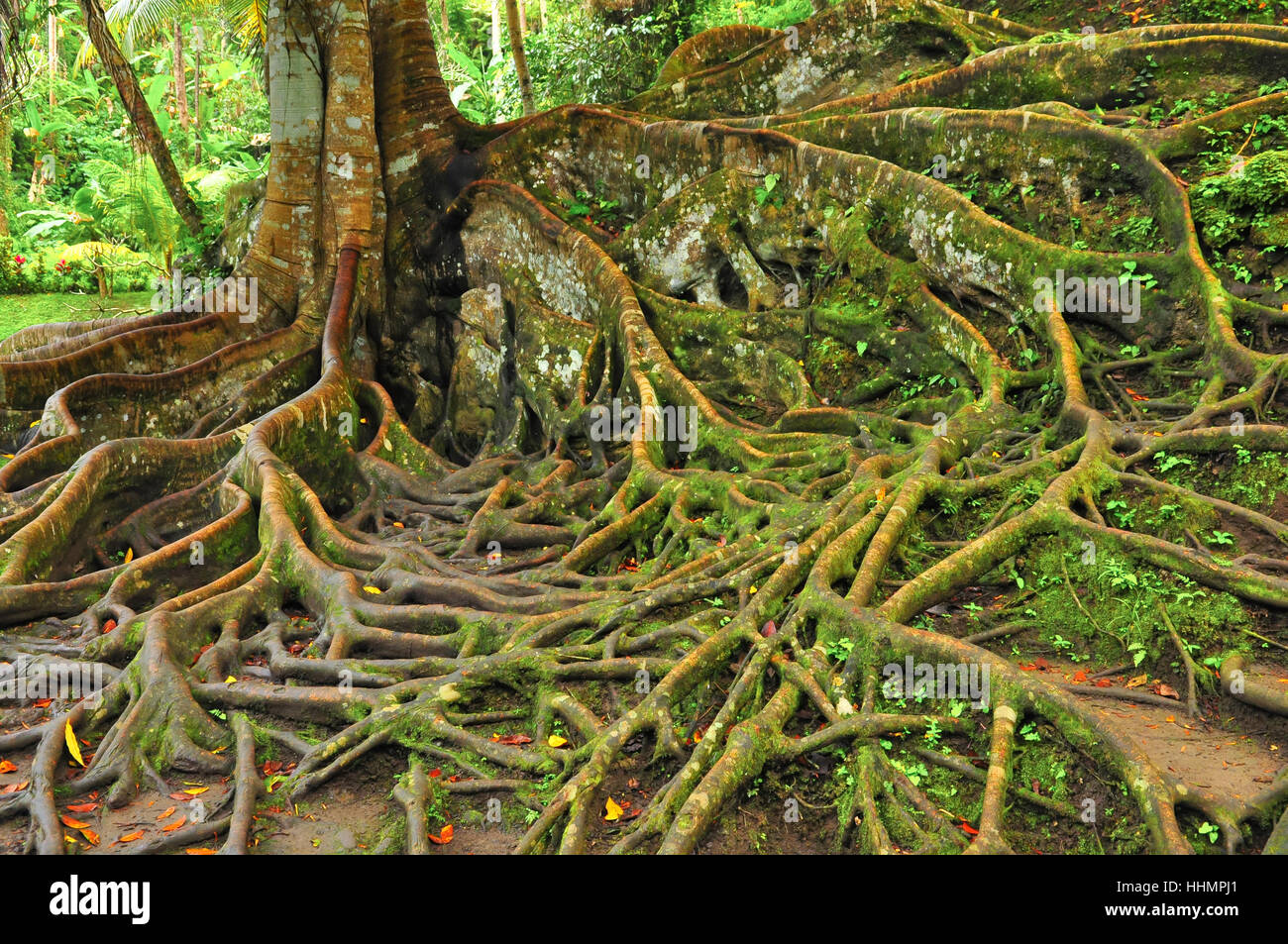 Arbre, feuilles, Bali, flore, date, heure, heure, l'histoire, de la végétation, Banque D'Images