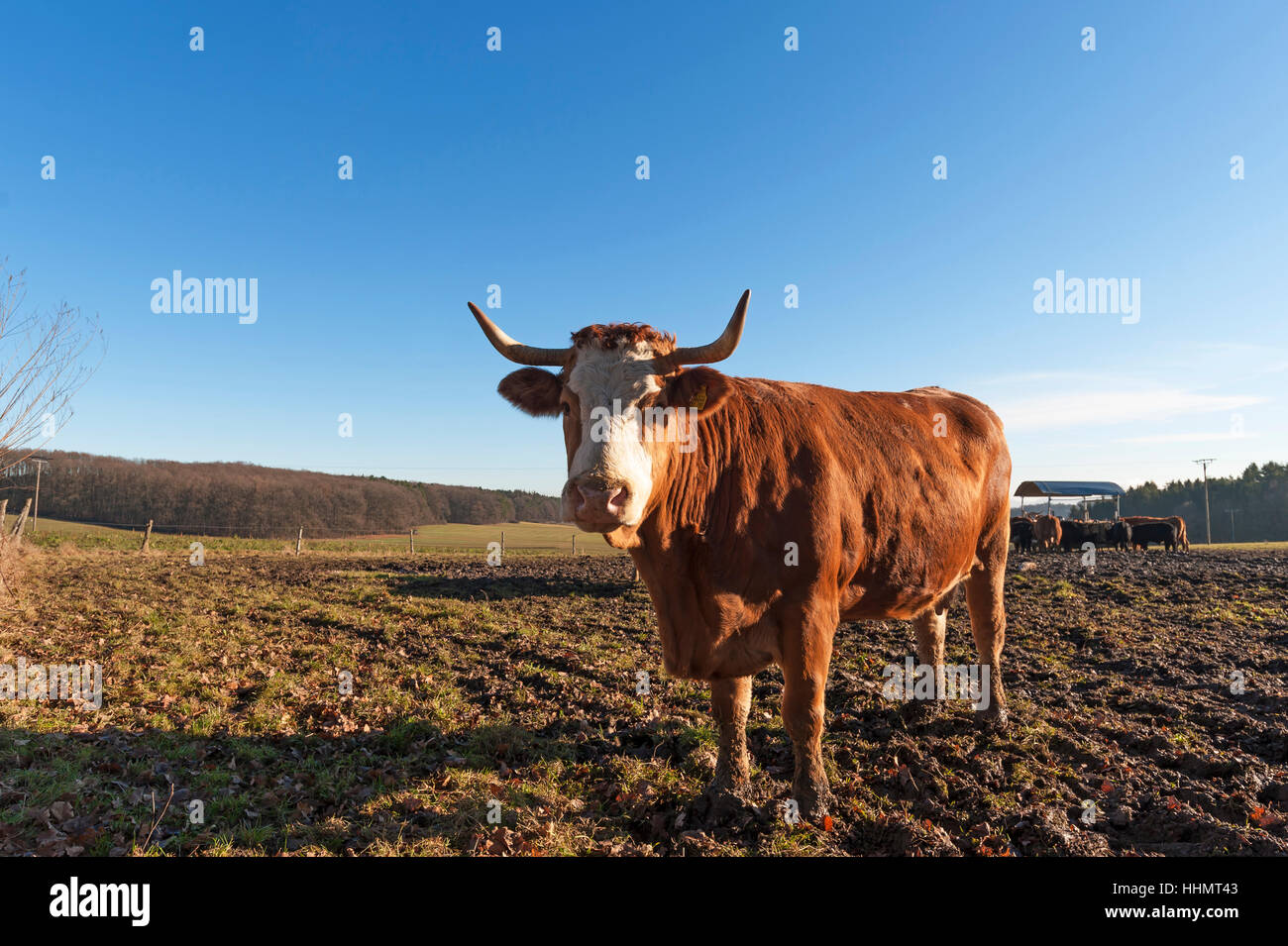 Salers, brun rouge à bétail au pâturage, Middle Franconia, Bavaria, Germany Banque D'Images