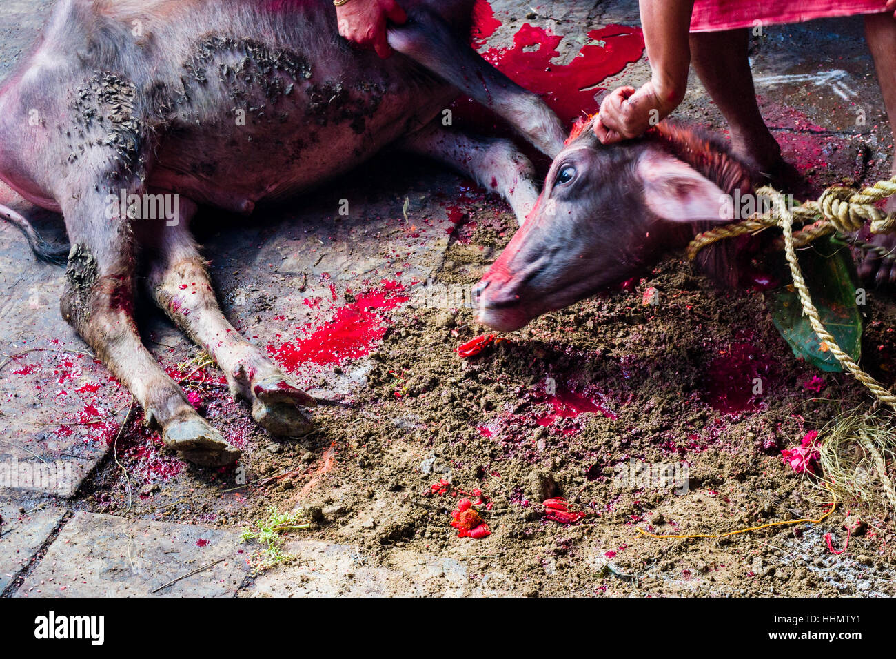 Le buffle d'eau morte, sacrifice, fête hindoue Dashain, Gorakhnath, temple du district de Gorkha, Gorkha, Népal Banque D'Images Le buffle d'eau morte, sacrifice, fête hindoue Dashain, Gorakhnath, temple du district de Gorkha, Gorkha, Népal Banque D'Images