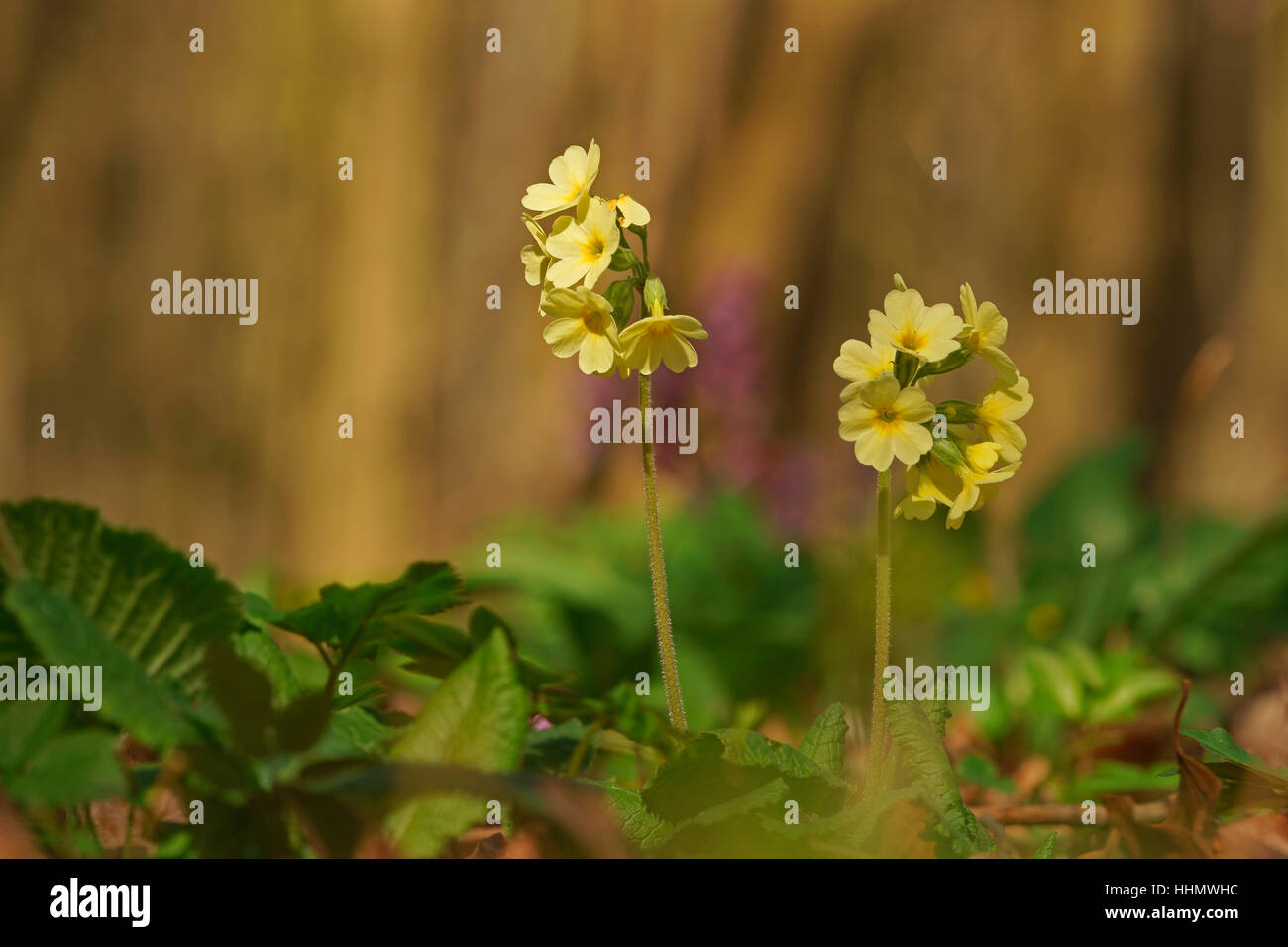 Oxlip ou vrai oxlip (Primula elatior), Thuringe, Allemagne Banque D'Images