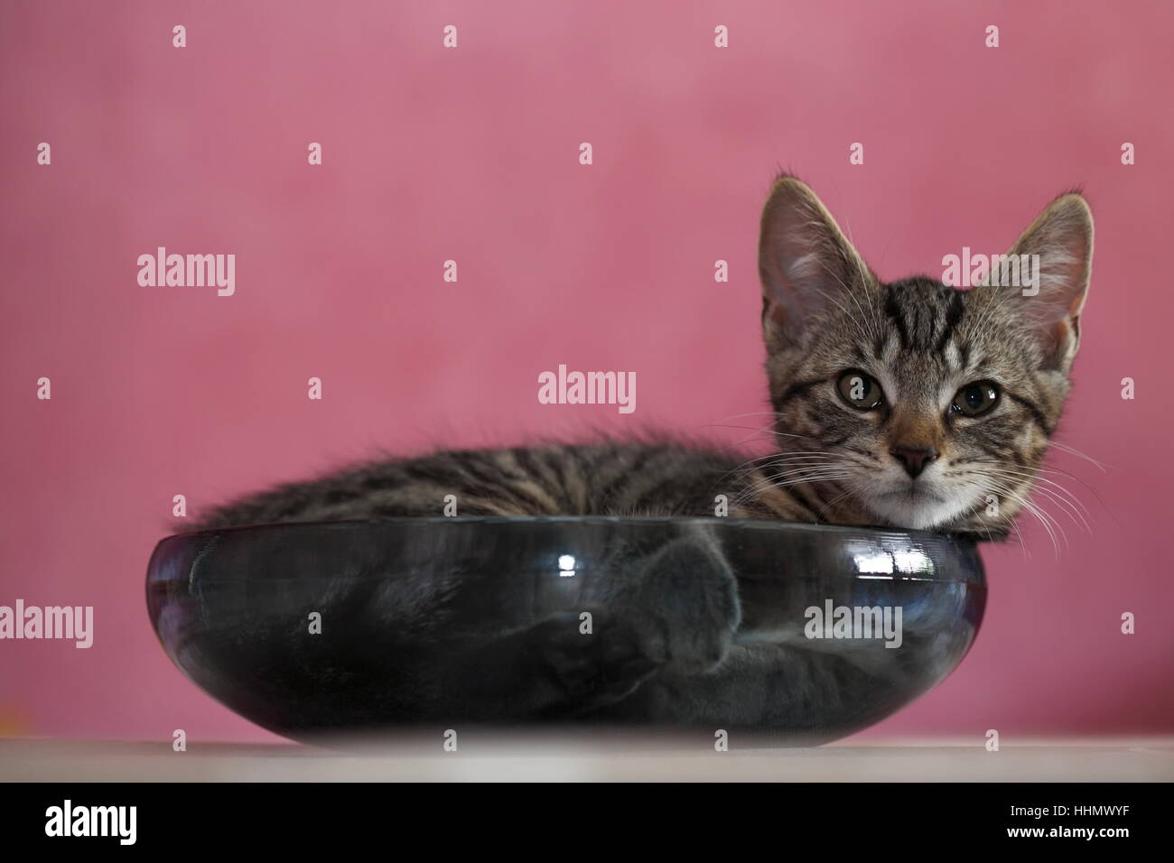 Jeune chat domestique (Felis silvestris catus) dans un bol, Allemagne Banque D'Images