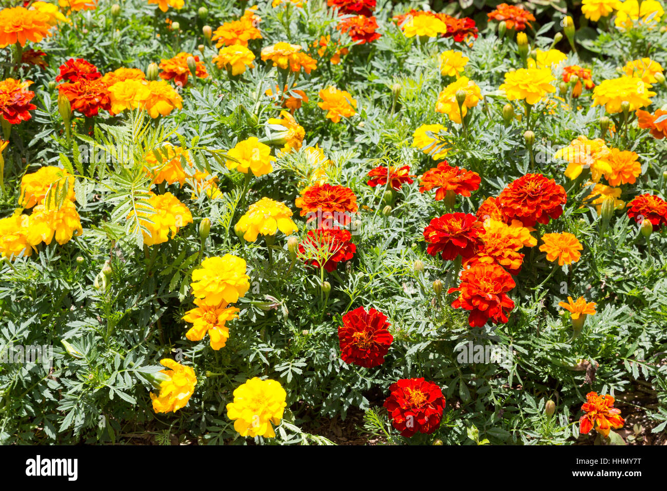 Oeillet d'Inde (Tagetes patula), plein de fleurs dans jardin, Campos do Jordao, Etat de Sao Paulo, Brésil Banque D'Images