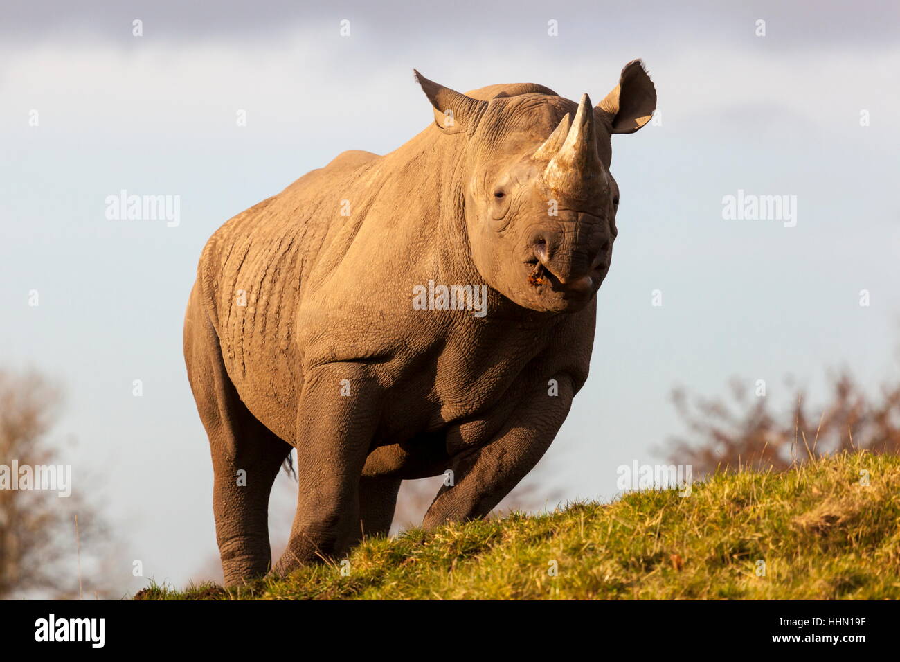 Un rhinocéros noir de Tsavo est à mâcher sur un morceau de bois dans le soleil du soir Banque D'Images