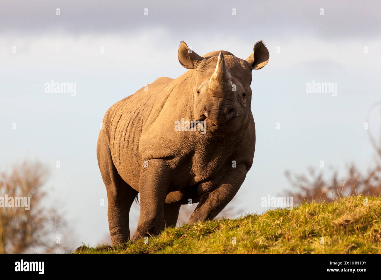 Un rhinocéros noir de Tsavo est à mâcher sur un morceau de bois dans le soleil du soir Banque D'Images