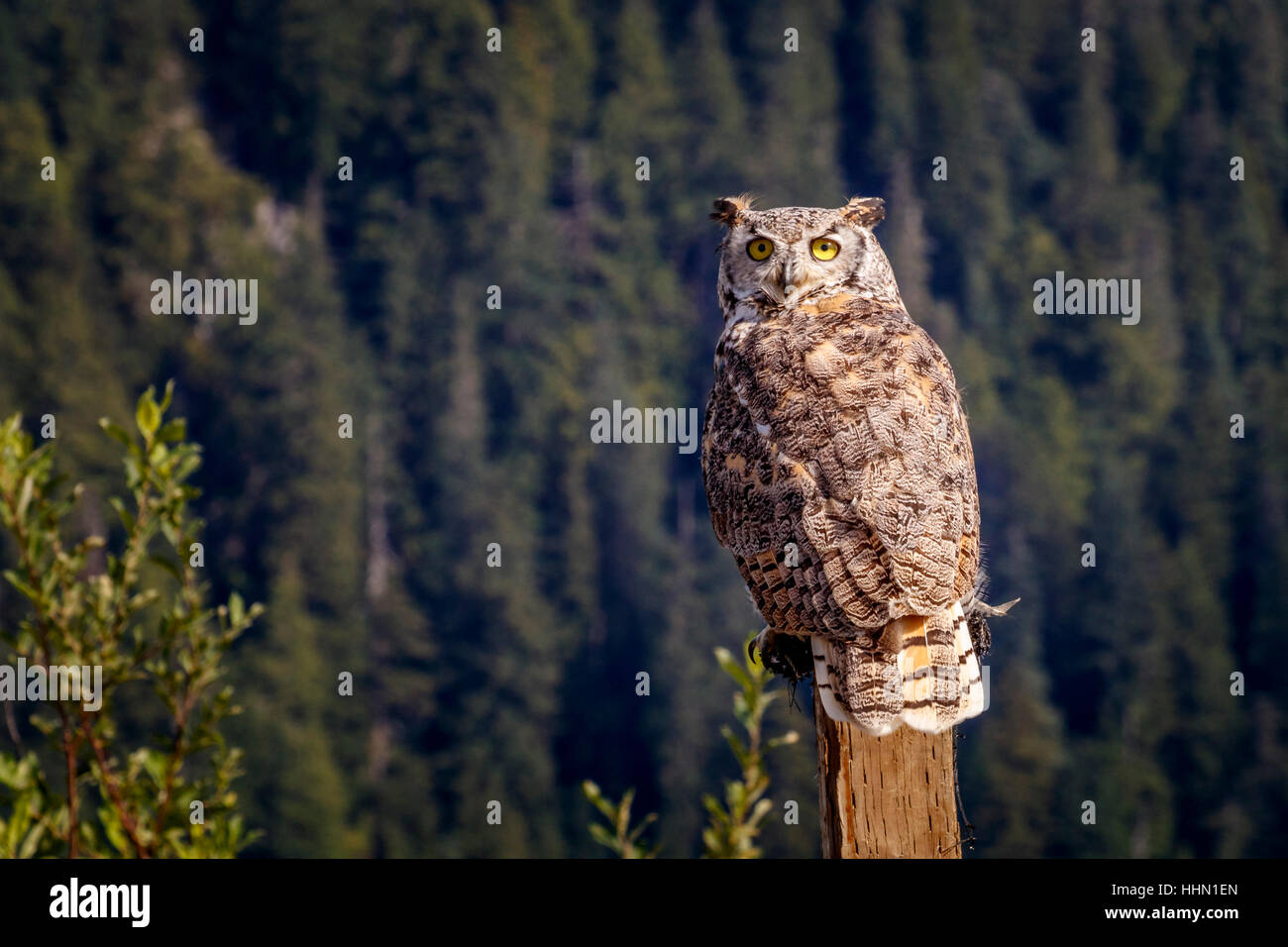 Grand-duc d'Amérique perché sur un post sur la montagne Grouse lors d'un affichage d'oiseaux de proie, Vancouver, Colombie-Britannique, Canada. Banque D'Images