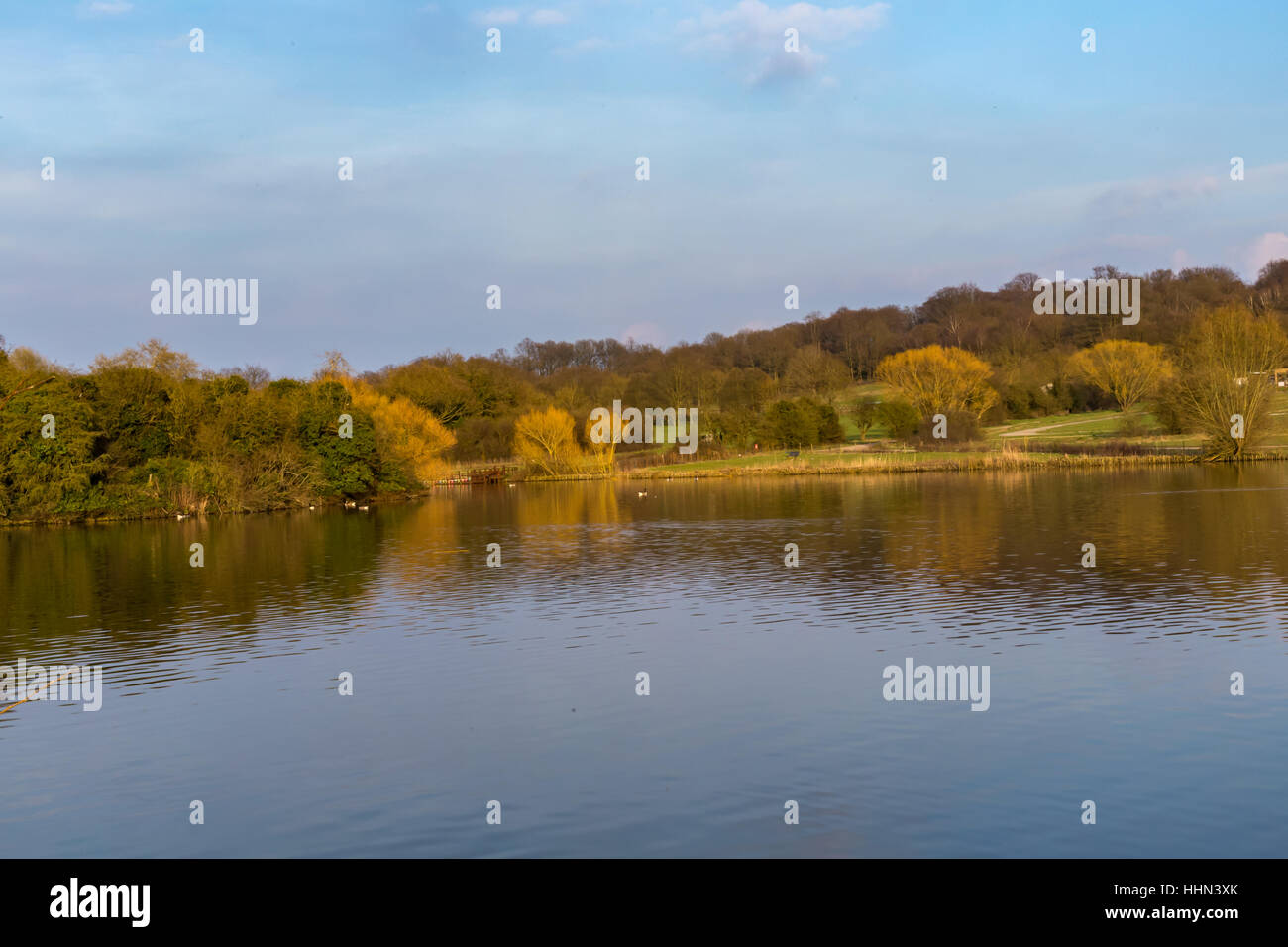 Lac et Forêt au printemps. Le printemps à Hainaut Country Park, prises en fin d'après-midi. Banque D'Images