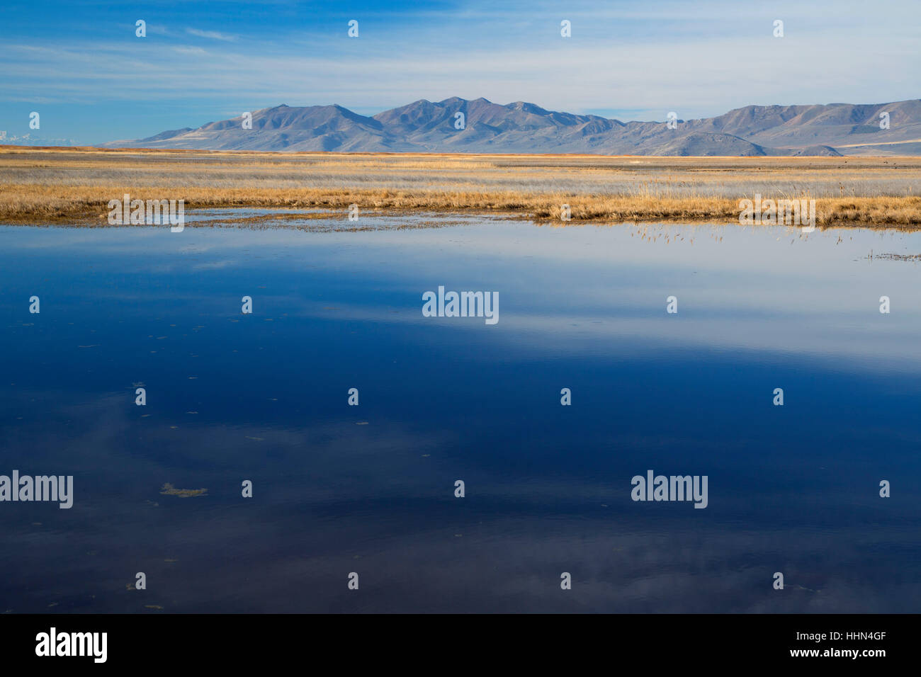 Grand Lac Salé, ours, Refuge d'oiseaux migrateurs de la rivière Utah Banque D'Images