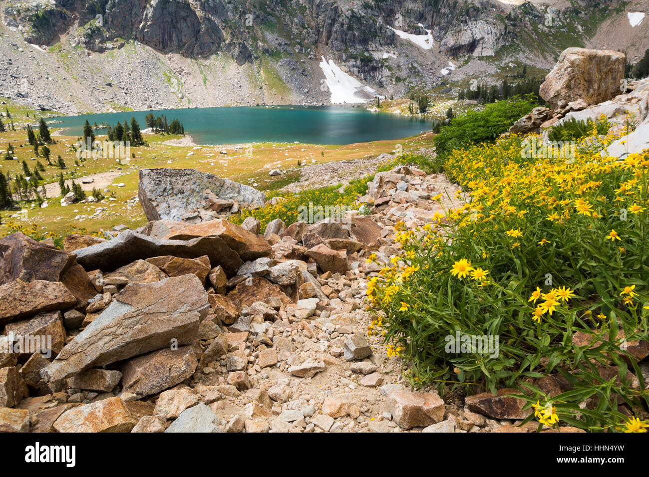 Fleur fleurs sauvages Une helianthella au-dessus du lac de solitude dans les montagnes Teton. Parc National de Grand Teton, Wyoming Banque D'Images