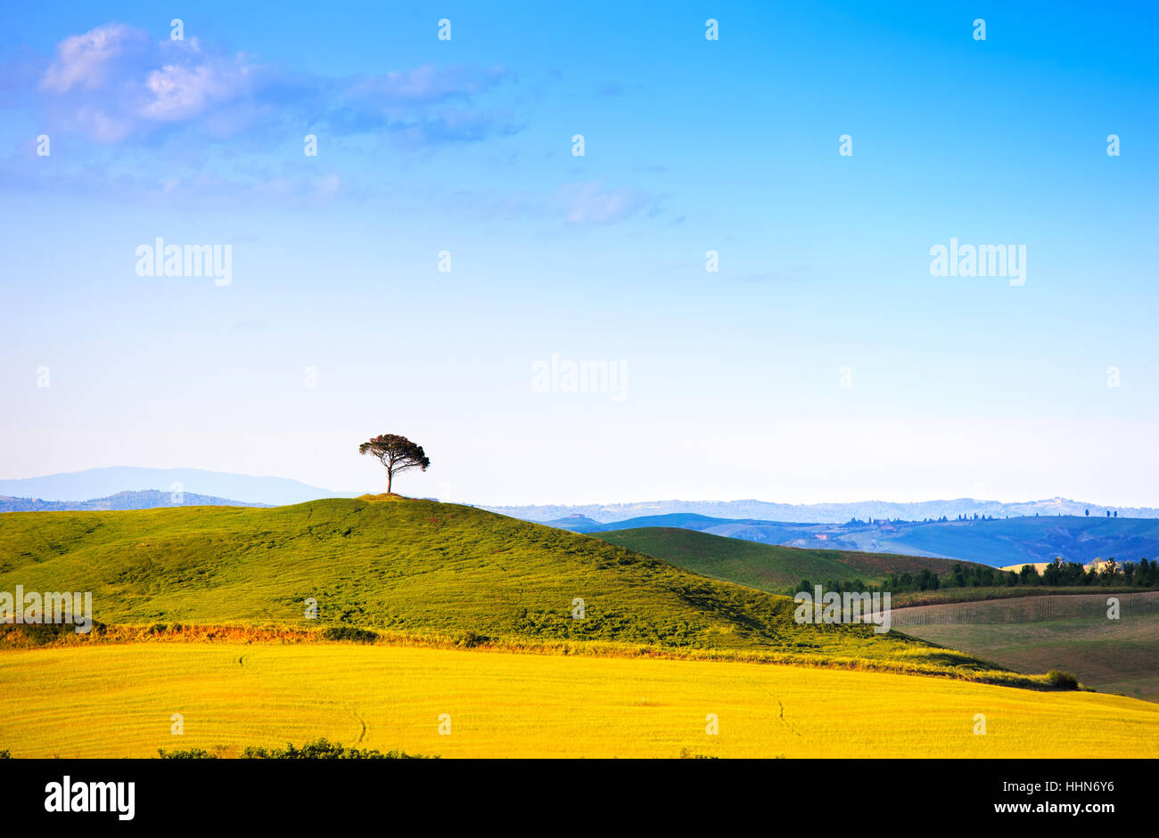 Tuscany pays paysage, colline pine tree et de champs. Val d Orcia Sienne, Italie, Europe. Banque D'Images