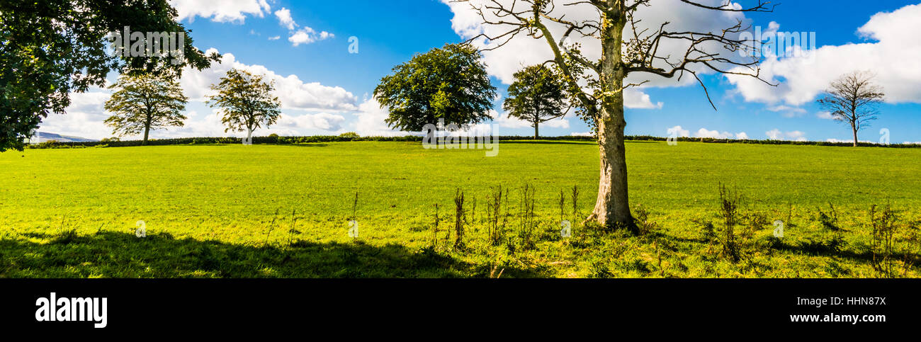 Vieil arbre sur la pelouse avec de jeunes arbres sur l'horizon. Ciel bleu et nuages blancs. wide aspect ratio, Lancashire, England UK Banque D'Images