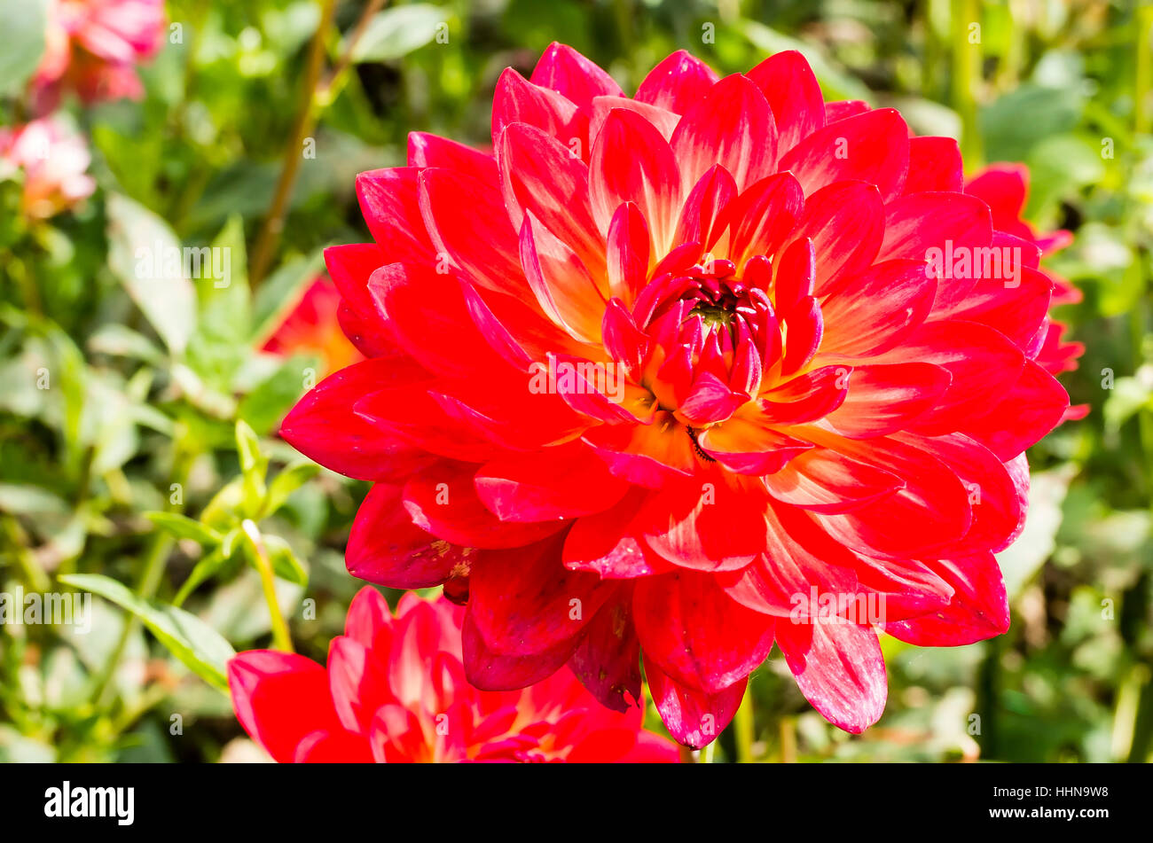 Dahlia fleurs bougies Kilburn en septembre au Royaume-Uni Banque D'Images