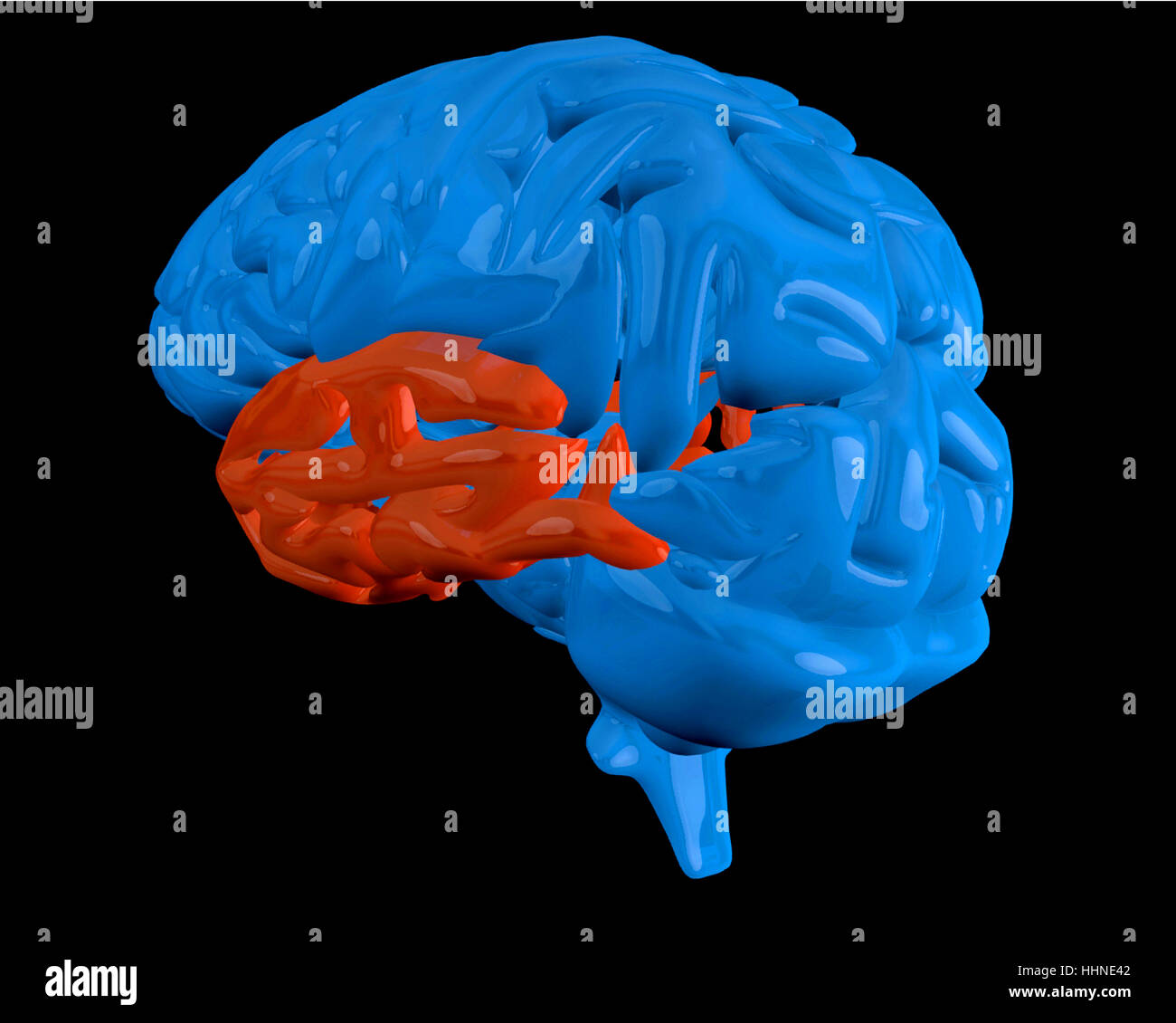 Cerveau bleu avec du lobe temporal rouge sur fond noir Banque D'Images