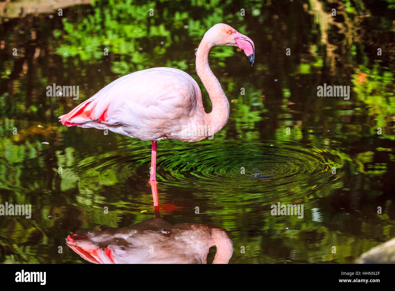 Flamant rose en afrique Banque de photographies et dimages à haute résolution Alamy