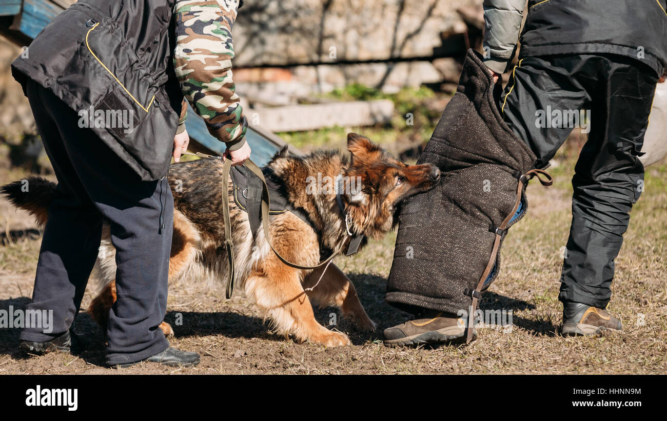 Formation de chien de berger allemand. Morsures de chien loup d'Alsace. Banque D'Images