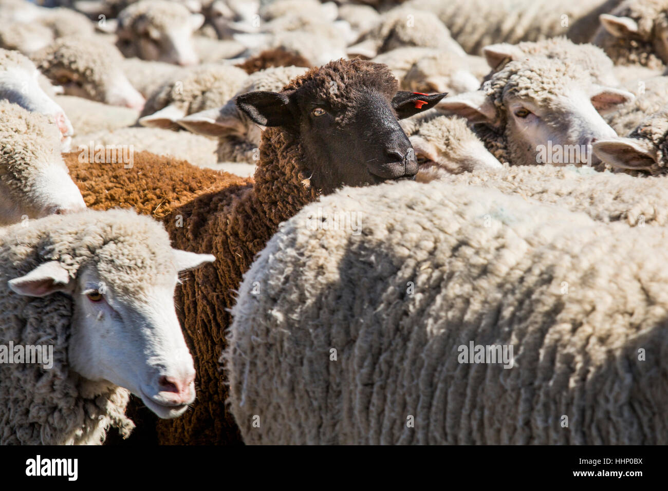 Black sheep en troupeau de moutons blancs Banque D'Images