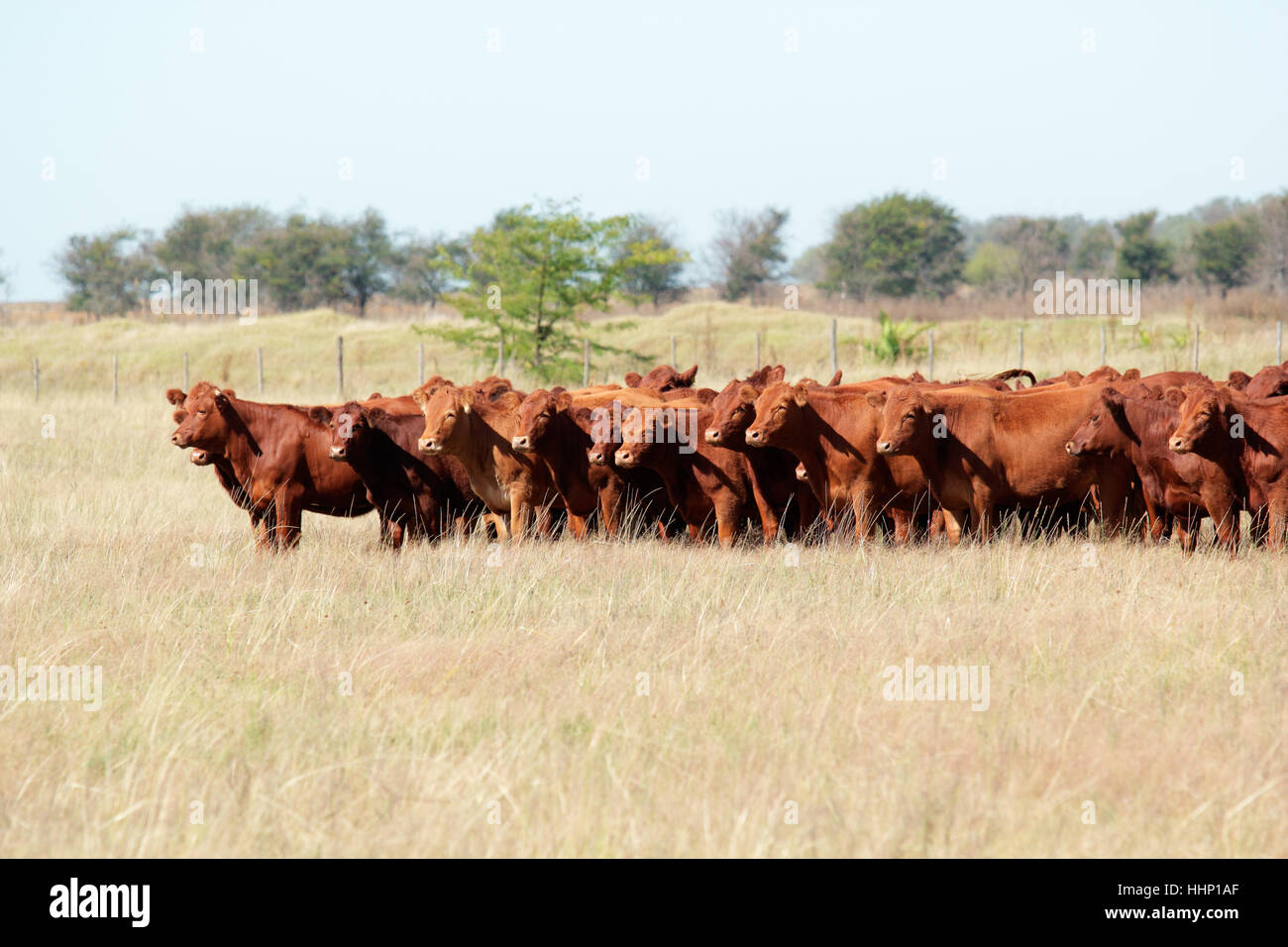 Animal, mammifère, l'agriculture, de l'agriculture, domaine, debout, la vache, le bétail, les bovins, Banque D'Images