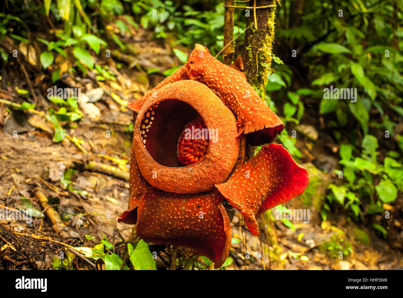 Le Rafflesia Rafflesia Arnoldii Banque d'image et photos - Alamy