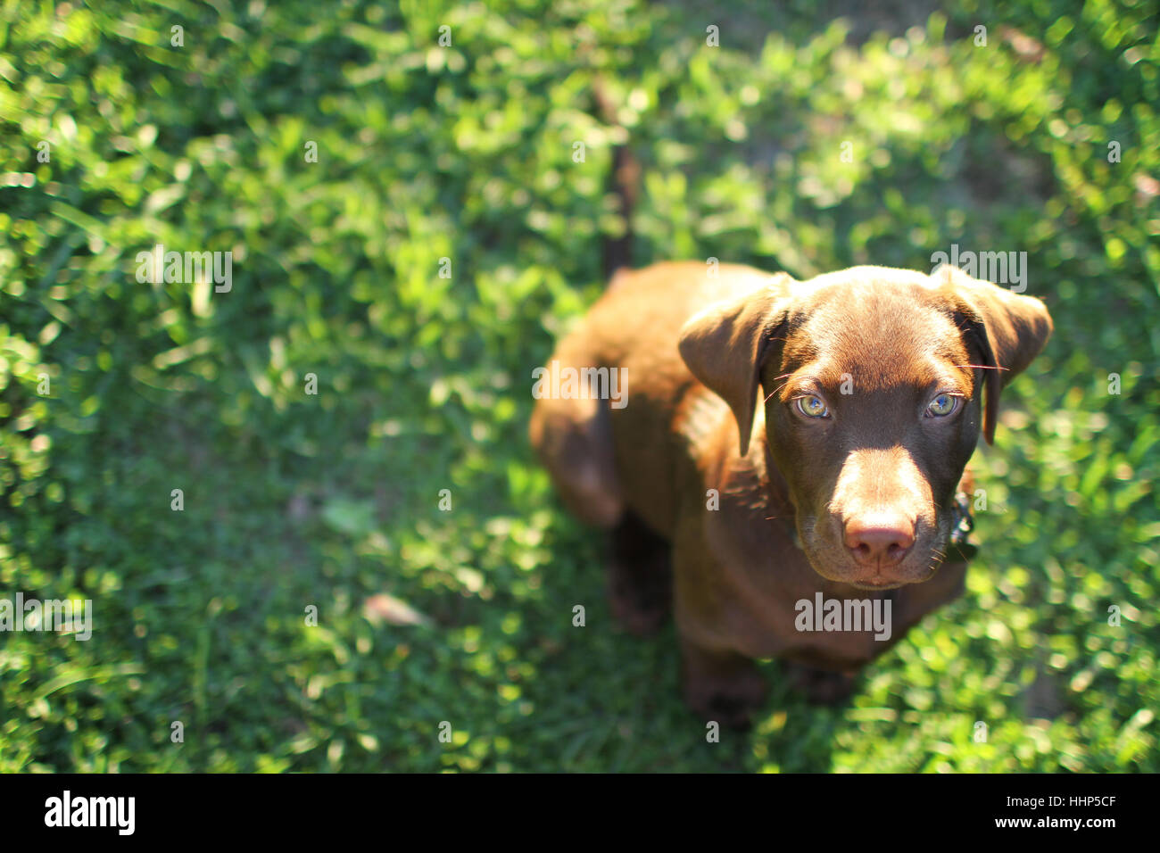 Un laboratoire de chocolat avec ses magnifiques yeux, regarde en posant l'appareil photo. Banque D'Images