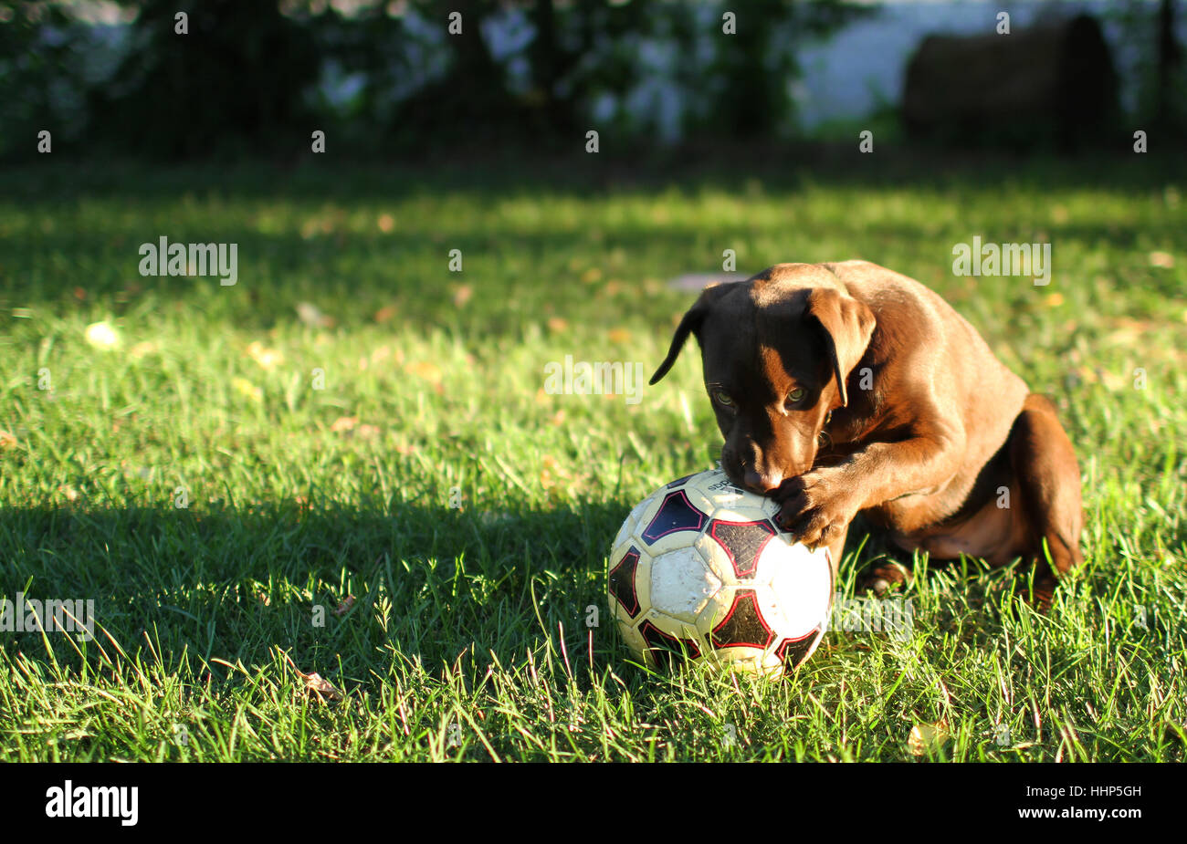 Un chiot labrador chocolat à mâcher sur une balle soccor Banque D'Images