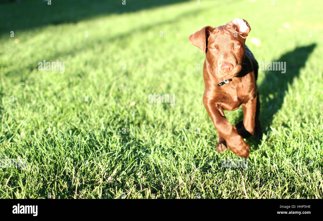 Un chiot labrador Chocolat à courir dans un champ. Banque D'Images