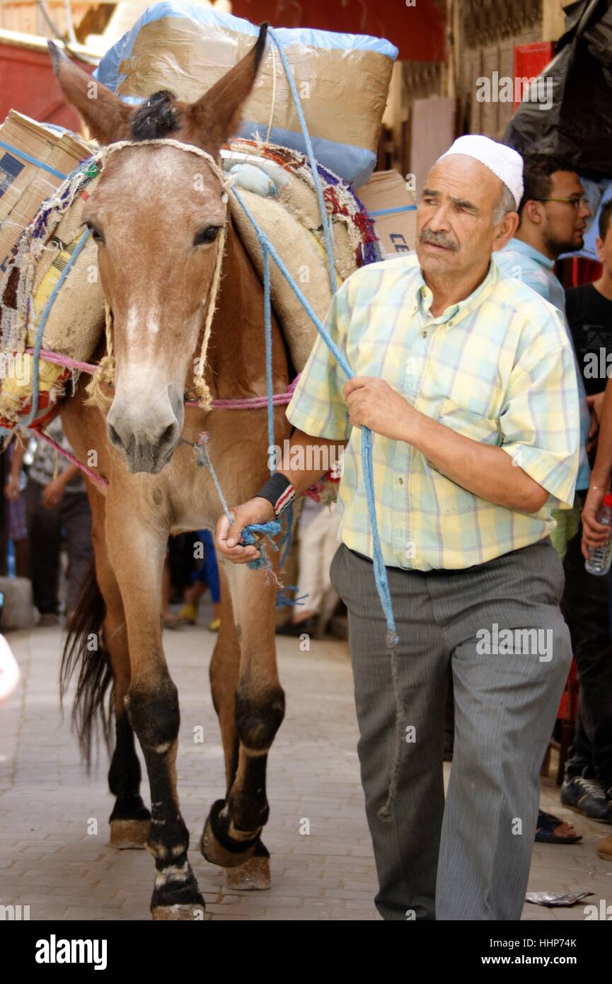 Un homme marocain plus âgé marche un cheval chargé de marchandises du marché à travers la médina de Fès, au Maroc. Banque D'Images