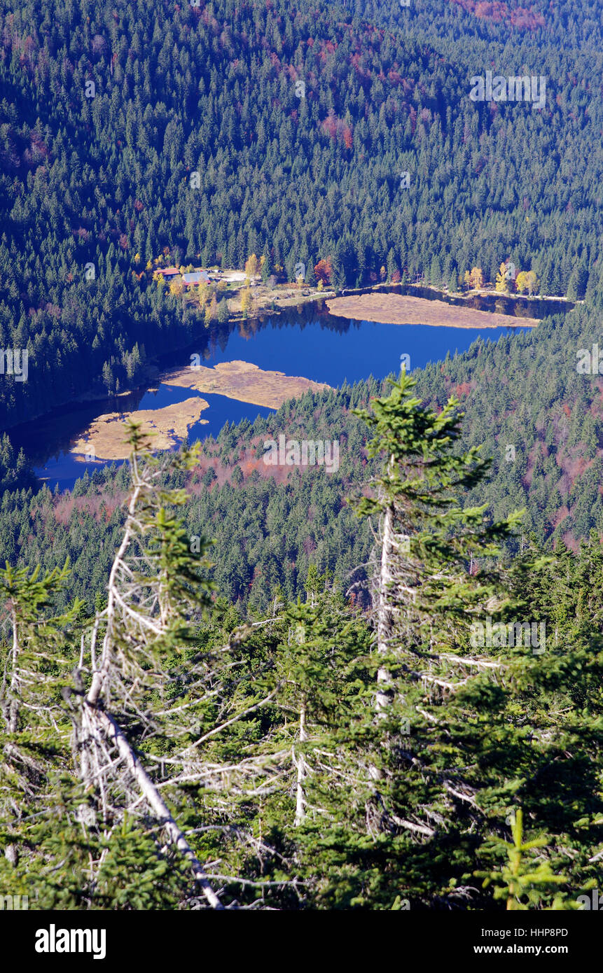 Entre grand arber arber - l'été indien sur l'angle d'Arber / bay.wald Banque D'Images