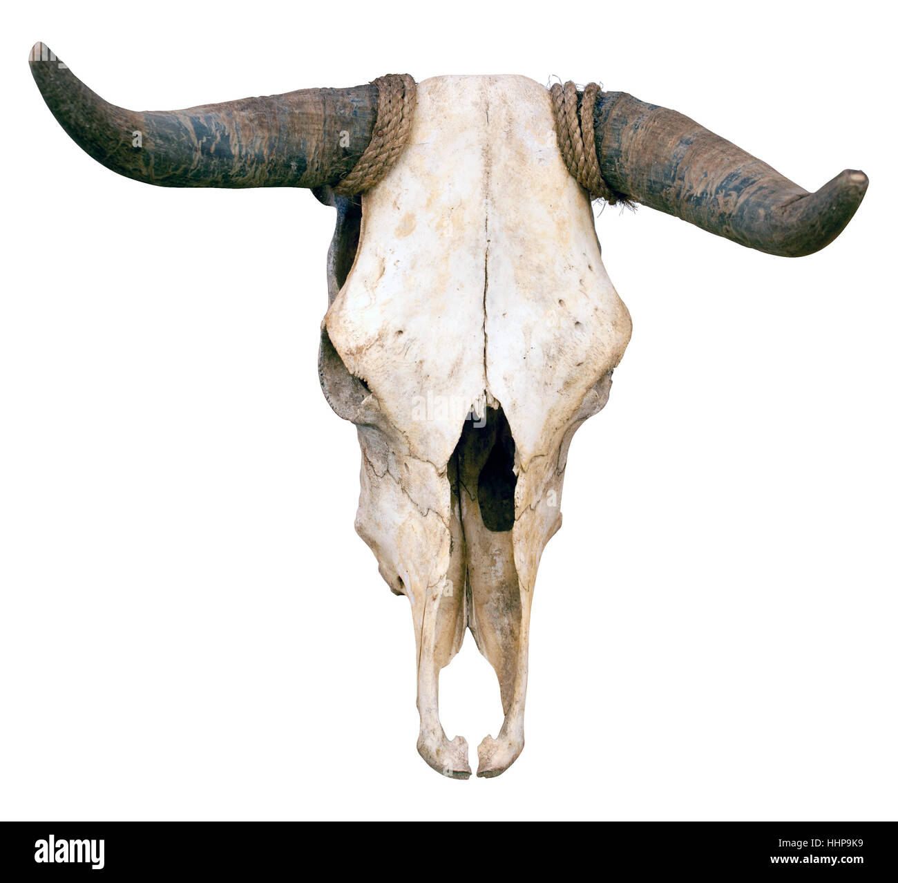 Isolés, american, animal, Bull, skull, bovins, buffles, à proximité, l'objet, Banque D'Images