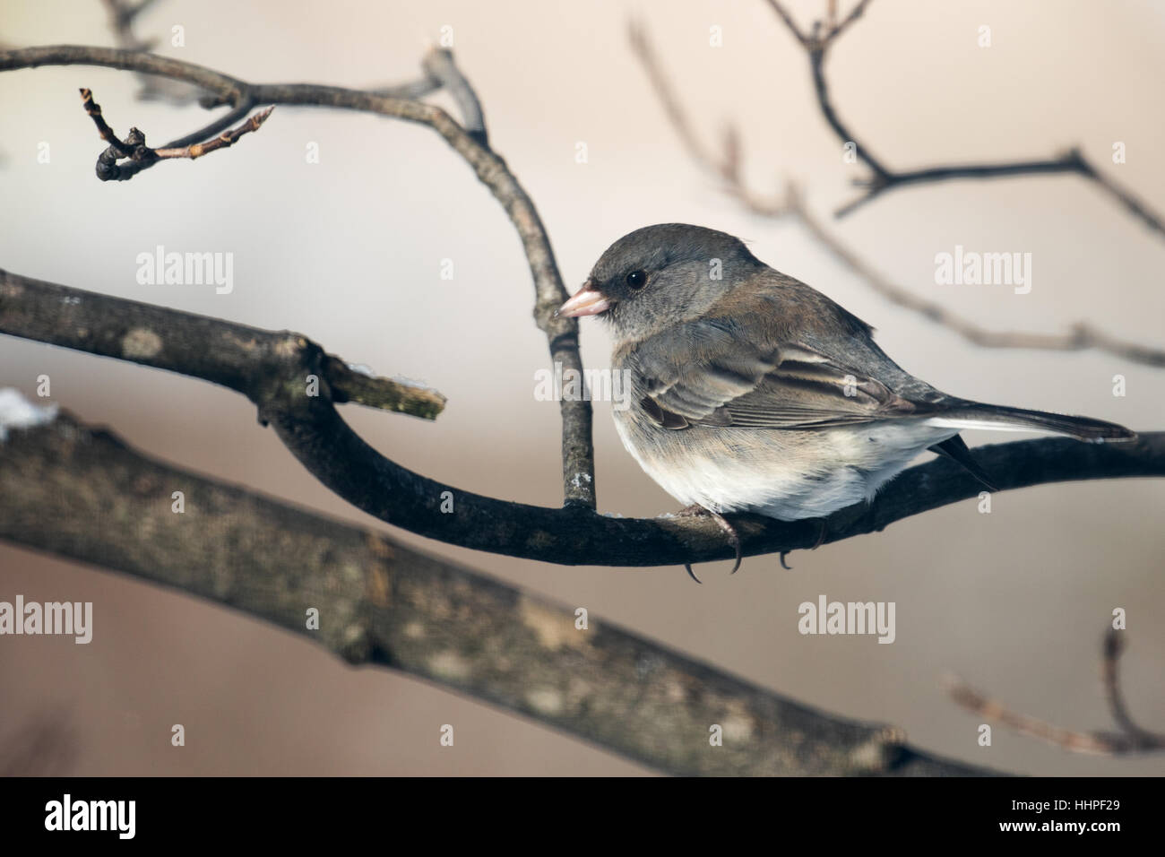 Junco ardoisé Banque D'Images