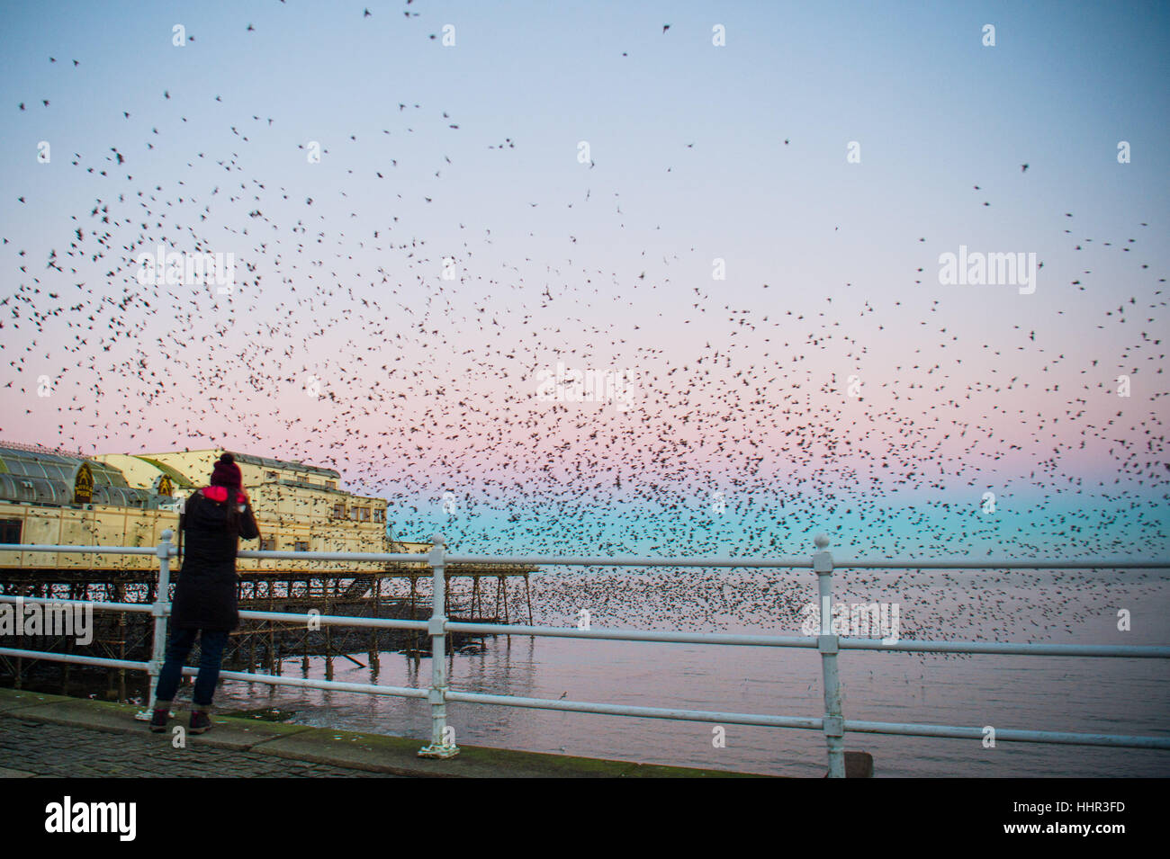 Pays de Galles Aberystwyth UK, vendredi 20 janvier 2017 UK Weather : à la première lumière sur une froide un matin de janvier, un observateur des photographies comme les milliers d'étourneaux minuscules éclatent de leur perchoir de nuit en vertu de Aberystwyth pier pour retourner à leur territoire d'alimentation dans les champs et les marais du Ceredigion dans l'ouest du pays de Galles, Royaume-Uni, bien qu'apparemment abondante à Aberystwyth, les oiseaux sont dans la société royale pour la protection des oiseaux 'list' des espèces en péril, avec leur nombre à travers le Royaume-Uni a diminué de plus de 60  % depuis les années 1970 Crédit photo : Keith Morris/Alamy Live News Banque D'Images