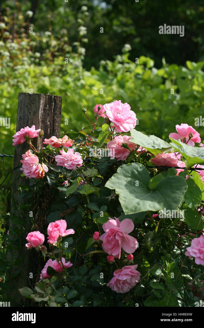 Jardin, fleurs, plantes, fleurs, fleurir, s'épanouir, en plein essor, roses, clôture, Banque D'Images