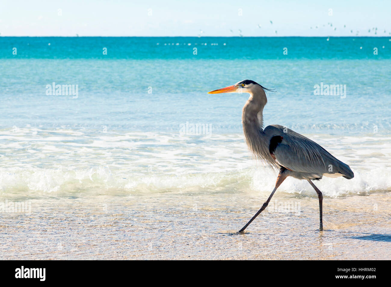 Un grand héron bleu marcher dans les vagues. Panama City Beach, la Côte du Golfe, en Floride. Banque D'Images