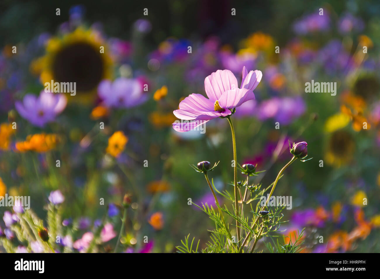 Jardin, fleurs, plantes, fleurs, fleurir, s'épanouir, en plein essor, jardins, prés, Banque D'Images