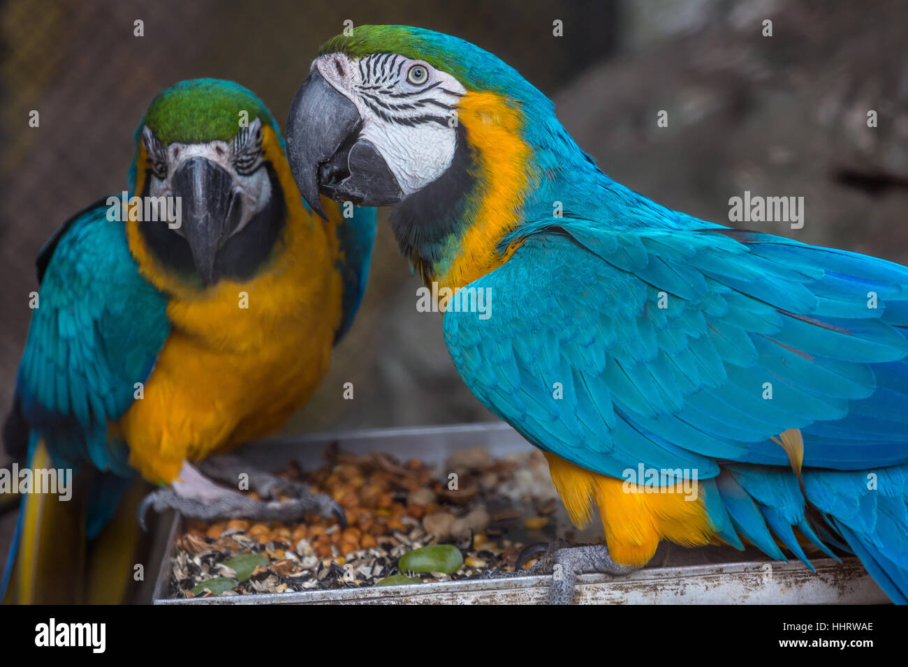 Bleu Jaune macaw oiseaux manger des fruits à un sanctuaire d'oiseaux de l'Inde. Banque D'Images