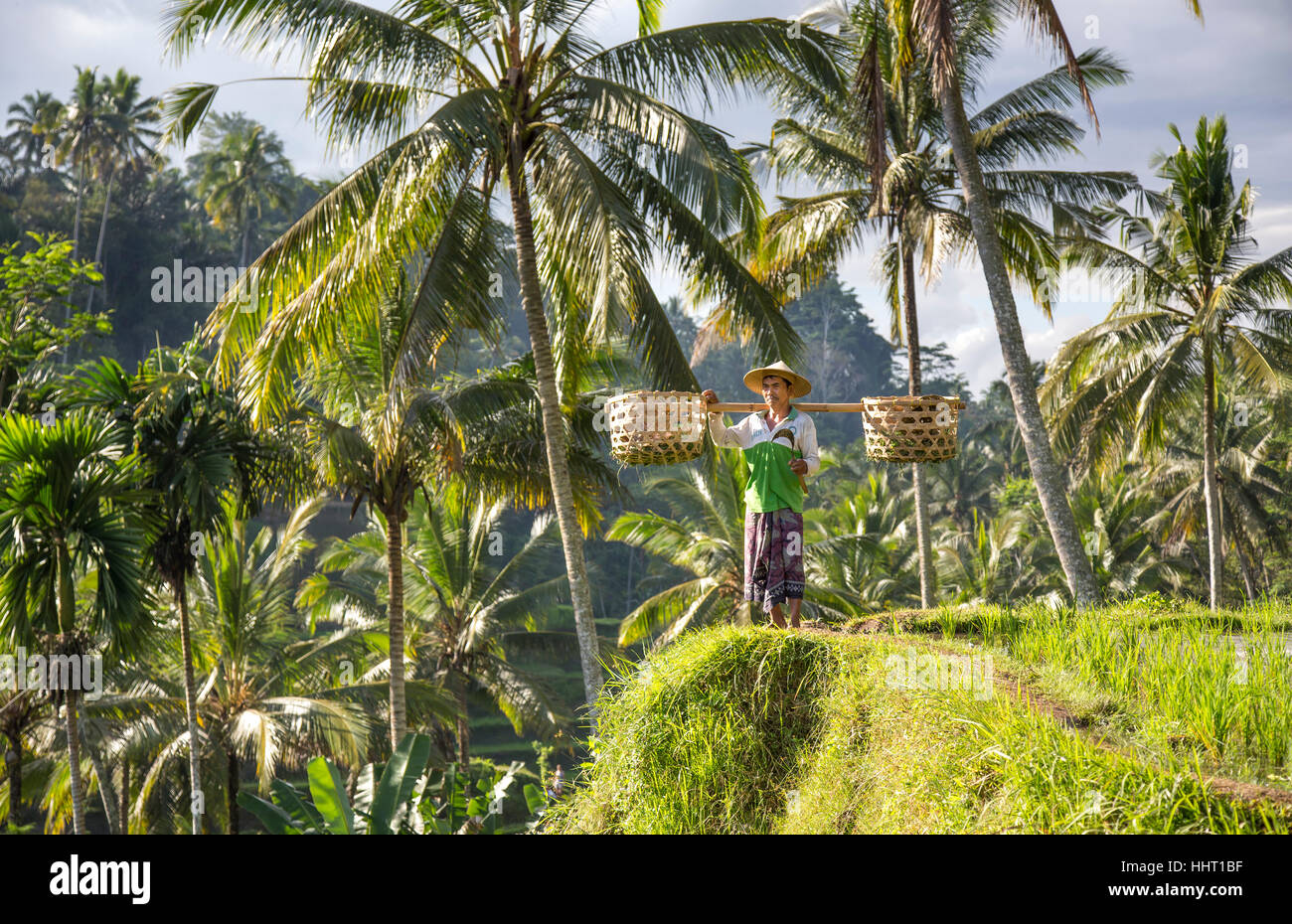 Champ de riz balinais travailleur dans un milieu de rizières à Ubud, Bali, Indonésie Banque D'Images