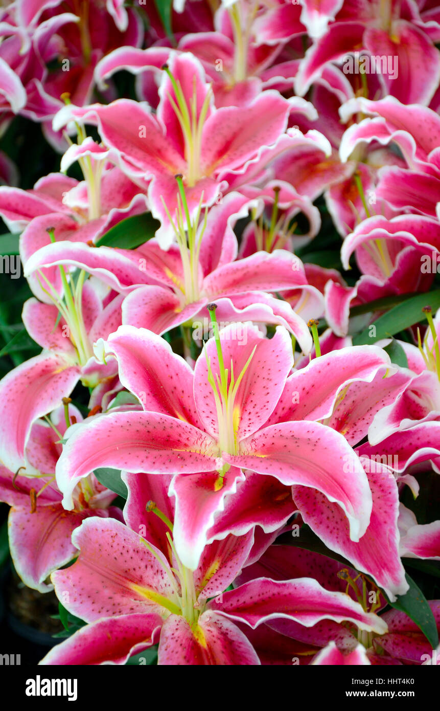 Lily rose en jardin botanique. Banque D'Images