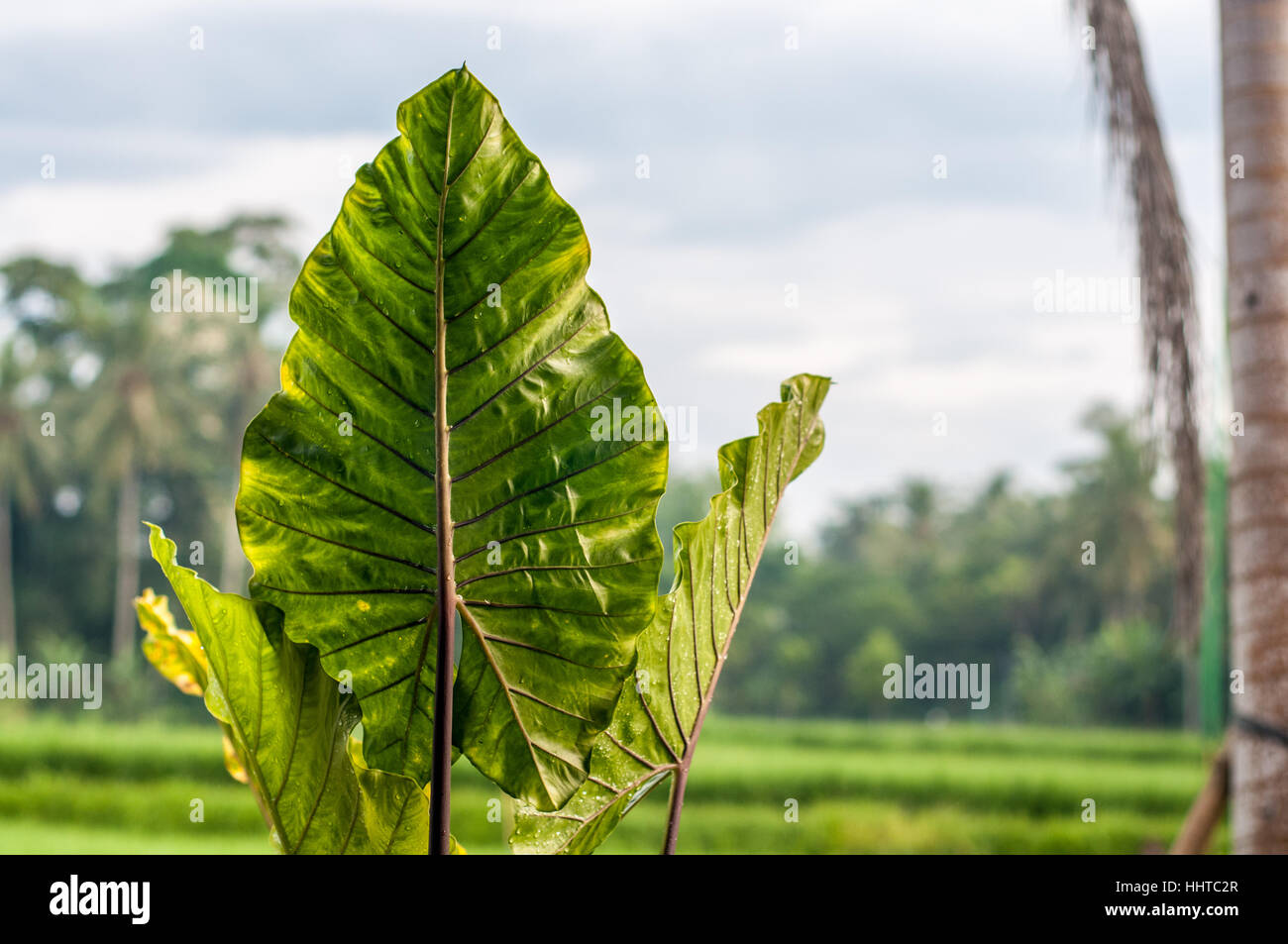 Alocasia macrorrhizos leaf, l'arrière-plan vue rizière, Ubud, Bali, Indonésie Banque D'Images