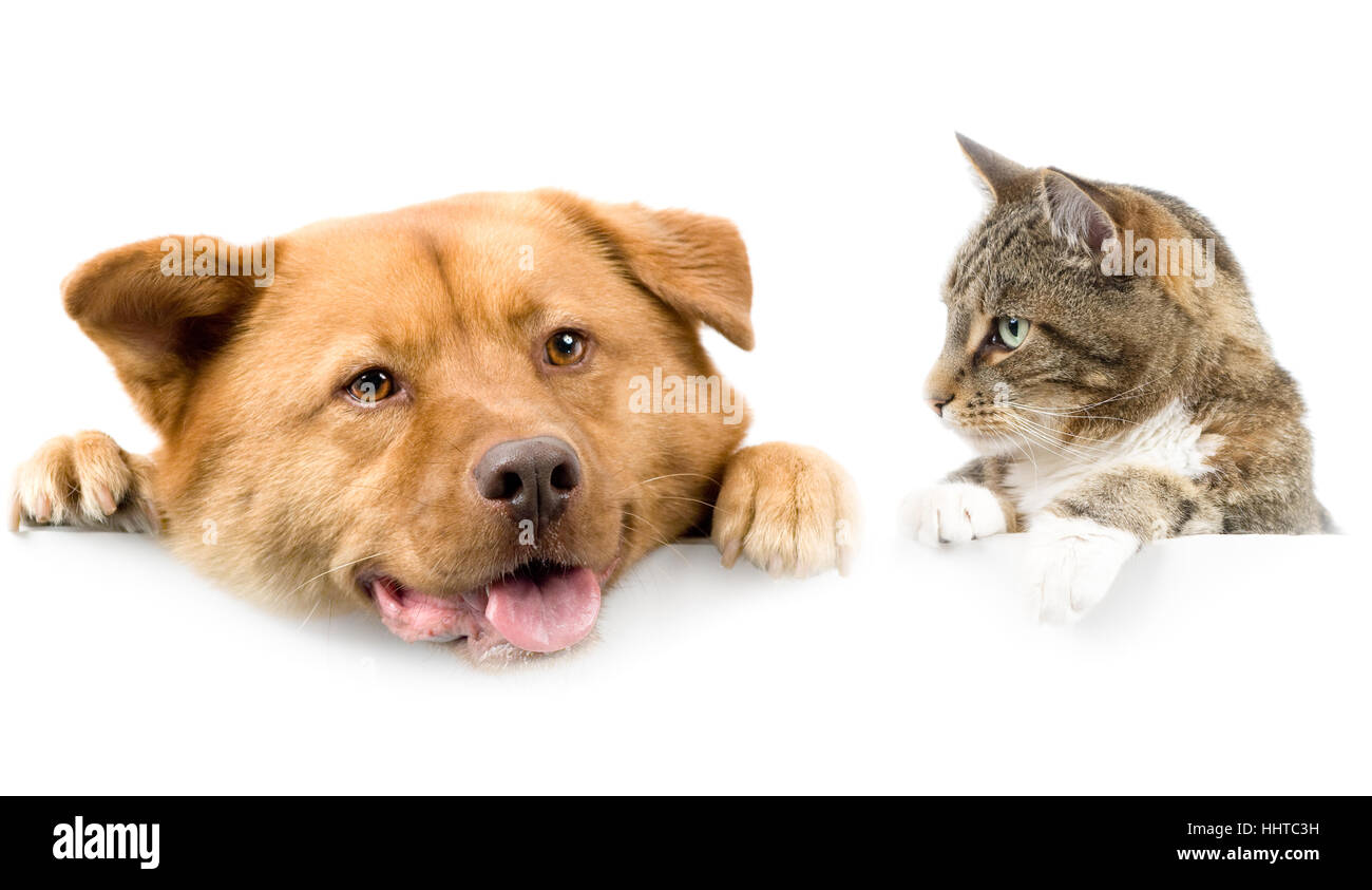 A proximité, isolé, animal, animaux, chien, horizontale, studio, bannière, solidarité, Banque D'Images