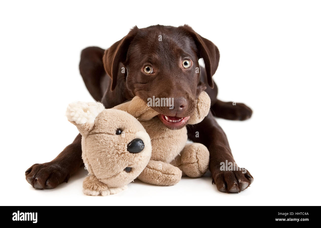 Toy, chiot, brown, brunâtres, brunette, chien, jouet, chiot, manger, manger, mange, Banque D'Images