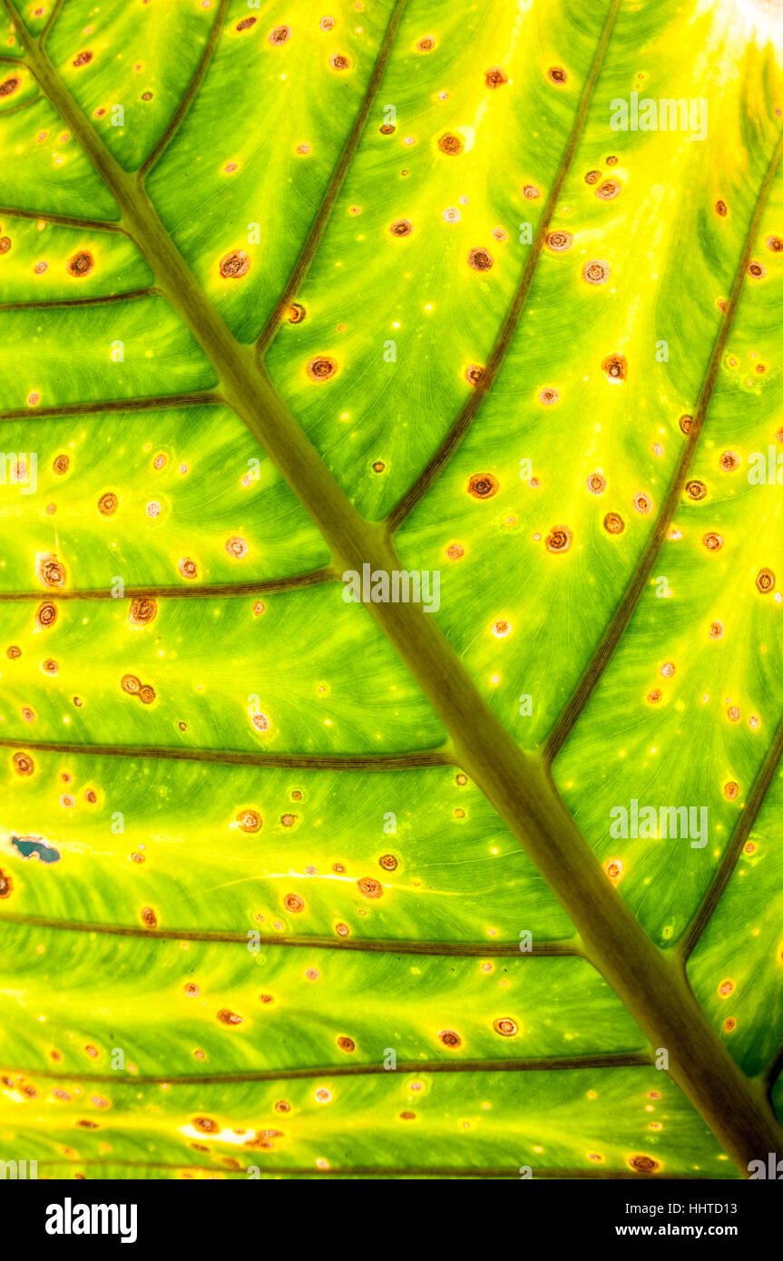 Vert et jaune des feuilles rétroéclairé Alocasia macrorrhizos, Bali, Indonésie Banque D'Images